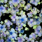 紫陽花　万華鏡