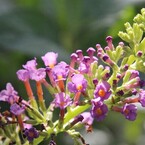 花たちの一喜一憂