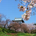 桜の松前城