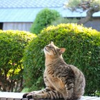 ごきげん　にゃん。