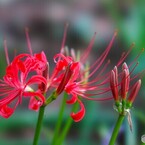 秋が来そう～ⅲ