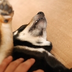 黒柴こまめ　おなかを見せてうっとり顔