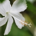 温室の花