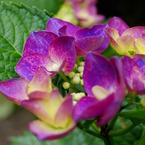 マダム紫陽花