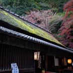 秋色の茶屋