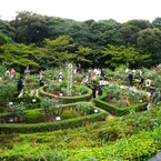 旧古川庭園の秋薔薇～ⅴ