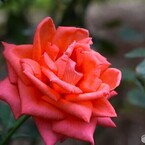 旧古川庭園の秋薔薇～ⅵ