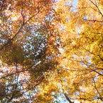 紅葉幻想Ⅱ