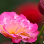 旧古川庭園の秋薔薇～xx