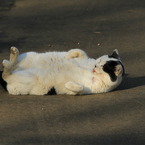 公園猫3