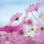 秋風に揺れる花の調べ