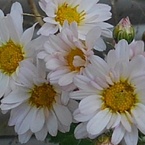 庭の小菊（11月4日）