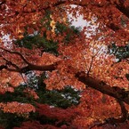 淡く透過