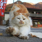 通りすがり猫6