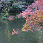 秋の成田山公園
