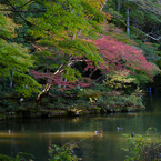 秋の成田山公園
