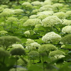 梅雨の草花は美しい　⑤