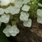 梅雨の草花は美しい⑥