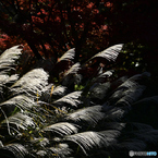【写真展 Maze Q4CY24】秋の七草