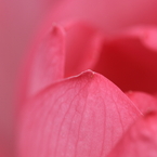 蓮　- 蕾 -