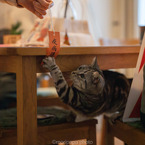 疫病に猫パンチ！
