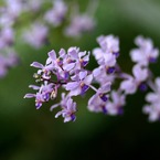 IMGP3494