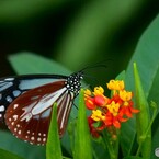 生物園２０２５～xviii