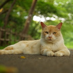 公園猫15