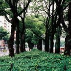 Sakae Green