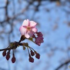 咲いた