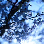 cherry blossom
