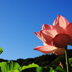 Lotus01