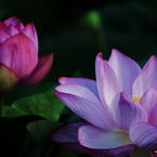 Lotus02