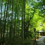 修善寺3