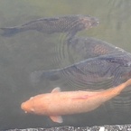 那須野が原公園の池の鯉（3月1日）