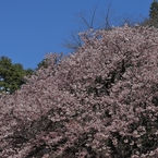 寒桜