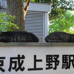 兄弟？