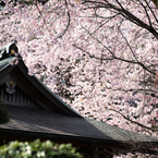 spring for tokyoites 2025