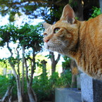 夏の谷中