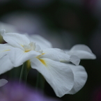 花菖蒲　（１４）