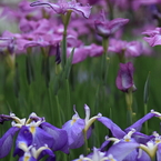 花菖蒲　（１５）