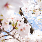 上野恩賜公園・桜1
