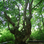 現実の絵_森の巨人たち100選