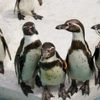 ペンギン