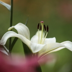 百合　（２）