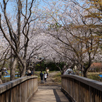 葛西臨海公園の桜