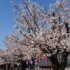 春の隅田公園
