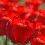 チューリップ