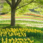 チューリップ