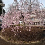 矢板駅の枝垂桜（4月11日）
